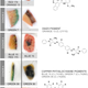 Skin and lymph node samples